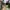 Converse Casual Casual shoe Pria khaki photo 1