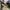 Converse Casual Casual shoe Pria khaki photo 2