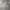Dickies Vintage Y2K Hoody Pria gray photo 2