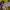Sanrio Minimalist Casual T-shirt Wanita purple yellow photo 4
