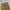 The Real McCoy's Vintage Streetwear Pria tan brown photo 3