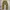 The Real McCoy's Vintage Streetwear Pria Tan Brown