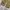 The Real McCoy's Vintage Streetwear Pria tan brown photo 4