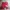 Adidas Streetwear Casual Short Pria red photo 4