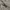 Lee Vintage Streetwear Casual pants Pria tan photo 5