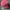 Nike Sportswear Casual Hat Pria pink photo 2