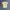 Stussy Vintage T-shirt Pria Yellow