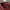 Casual Casual shirt Pria burgundy photo 4