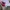 Nike Streetwear Sportswear Bomber jacket Pria pink black photo 7