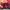 Marmot Y2K Puffer jacket Pria red photo 4