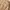 Betty Boop Y2K Trench coat Wanita cream photo 4