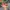 VANS Streetwear Skater Sneakers Wanita white red photo 1