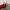 Nike Vintage Y2K Track jacket Pria red photo 4