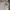 Lyle & Scott Luxury Casual Polo shirt Pria tan photo 5