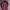 Dunhill Luxury Casual Polo shirt Pria burgundy red photo 1