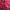 Sportswear Vest Wanita burgundy red photo 2