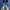 Adidas Sportswear Pria blue photo 1