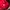 Japanese brand Gorpcore Parka Pria red photo 5