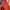 NEPA Streetwear Sweatshirt Pria orange photo 4