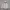 Gorpcore Sportswear Windbreaker Pria cream photo 2
