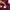 Lacoste Minimalist Sweater Wanita burgundy photo 5