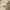 Coach Luxury Minimalist Crossbody Bag Wanita white cream photo 4