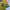 Indie Casual T-shirt Pria Green Yellow