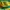 Indie Casual T-shirt Pria green yellow photo 5