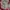 Coach Bags & purse Wanita red photo 3