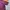 Polo Ralph Lauren Sportswear Casual Polo shirt Pria burgundy photo 2