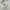 Coquette Minimalist Crop top Wanita white cream photo 2