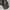 Juicy Couture Bags & purse Wanita black photo 2