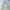C.P. Company Vintage Harrington jacket Pria cream photo 1
