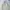 C.P. Company Vintage Harrington Jacket Pria Cream