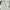 C.P. Company Vintage Harrington jacket Pria cream photo 2