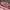 Juicy Couture Bags & purse Wanita pink photo 3