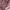 Juicy Couture Bags & purse Wanita pink photo 2