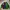 Casual Pea coat Pria green photo 1
