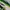 Kapital Kountry Vintage Biker Pria green black photo 4