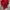 Cardinal Vintage Y2K T-shirt Pria red photo 1