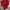 Cardinal Vintage Y2K T-shirt Pria Red