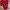 Cardinal Vintage Y2K T-shirt Pria red photo 2