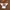 Ben Davis Streetwear Minimalist Formal shirt Pria tan brown photo 5