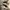 Puma Indie Casual Sneakers Pria white khaki photo 1