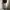 Bobson Streetwear Jeans Pria khaki photo 6