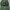 Eiger Gorpcore Hat Pria Green