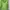 Abercrombie & Fitch Streetwear Hoody Pria green photo 6