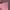 GAP Luxury Casual Casual shirt Pria pink photo 4