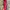 Adidas Casual Casual shoe Pria red photo 4