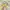 Adidas Casual Casual shoe Pria yellow photo 3